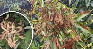 लिचीमा लाग्ने राेगकाे निराकरण गर्न पुगेन  राज्यको आँखा