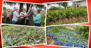 तिलोत्तमामा हरेक वर्ष ५० हजार विरुवा रोप्ने, अनुदानमा फलफूलका विरुवा वितरण