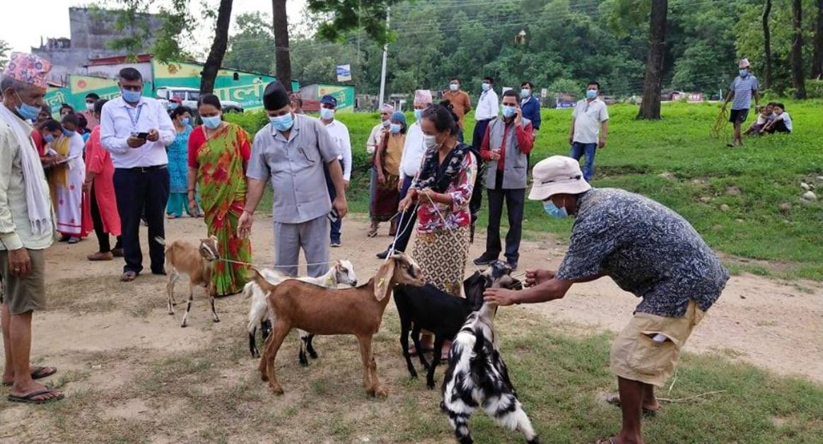 बुटवल उपमहानगरद्वारा विपन्न परिवारलाई बाख्रा वितरण