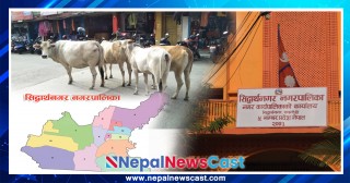 सुन्दर सिद्धार्थनगरको अव्यवस्थित छाडा चौपाया