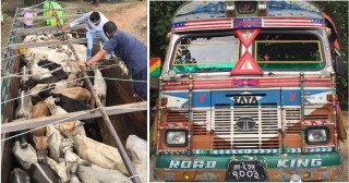 अवैध ओसारपसारमा संलग्न ट्रक, ३२ वटा गाइगोरु सहित ५ जना प्रहरी नियन्त्रणमा