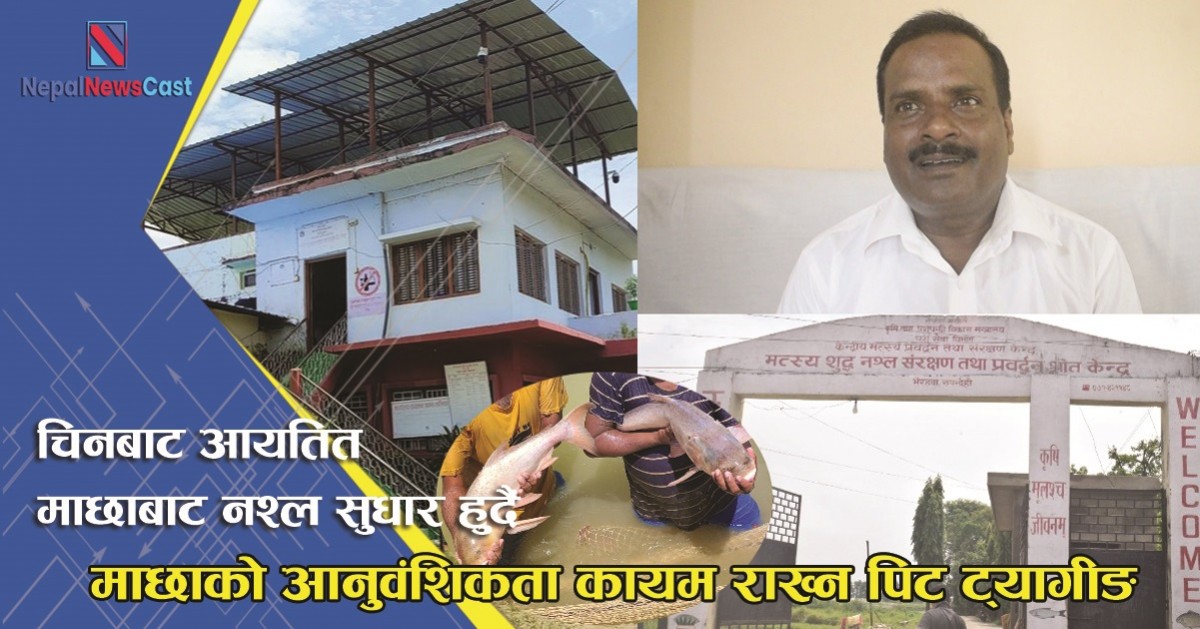 चिनबाट आयतित माछाबाट नश्ल सुधार हुदैं, २ वर्षमा प्रतिस्थापन गरिने