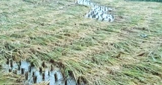 वर्षाका कारण धानबाली नष्ट