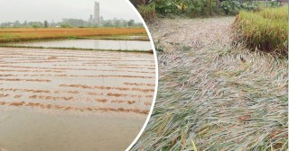 बाढी र डुबानबाट धानबालीमा पुगेको क्षतिको अध्ययन गर्न कार्यदल गठन