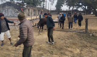 भैरहवामा गाईगोरु छाडा छाड्नेलाई जरिवाना