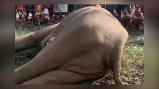 झापाको मेचीनगरमा हात्ती मृत अवस्थामा भेटियो